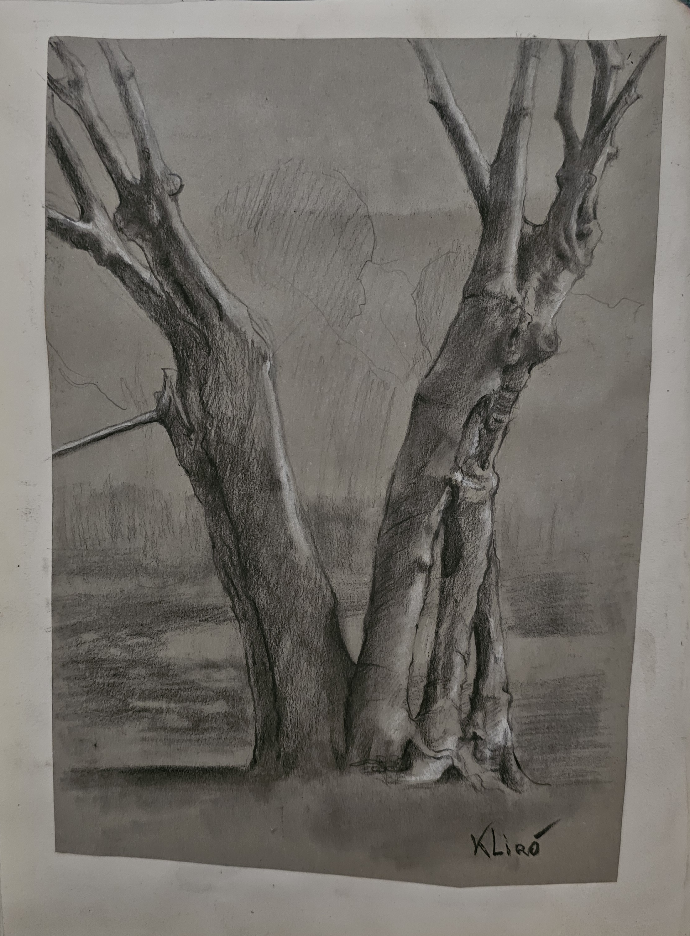 tronchi di albero a matita di Klirò