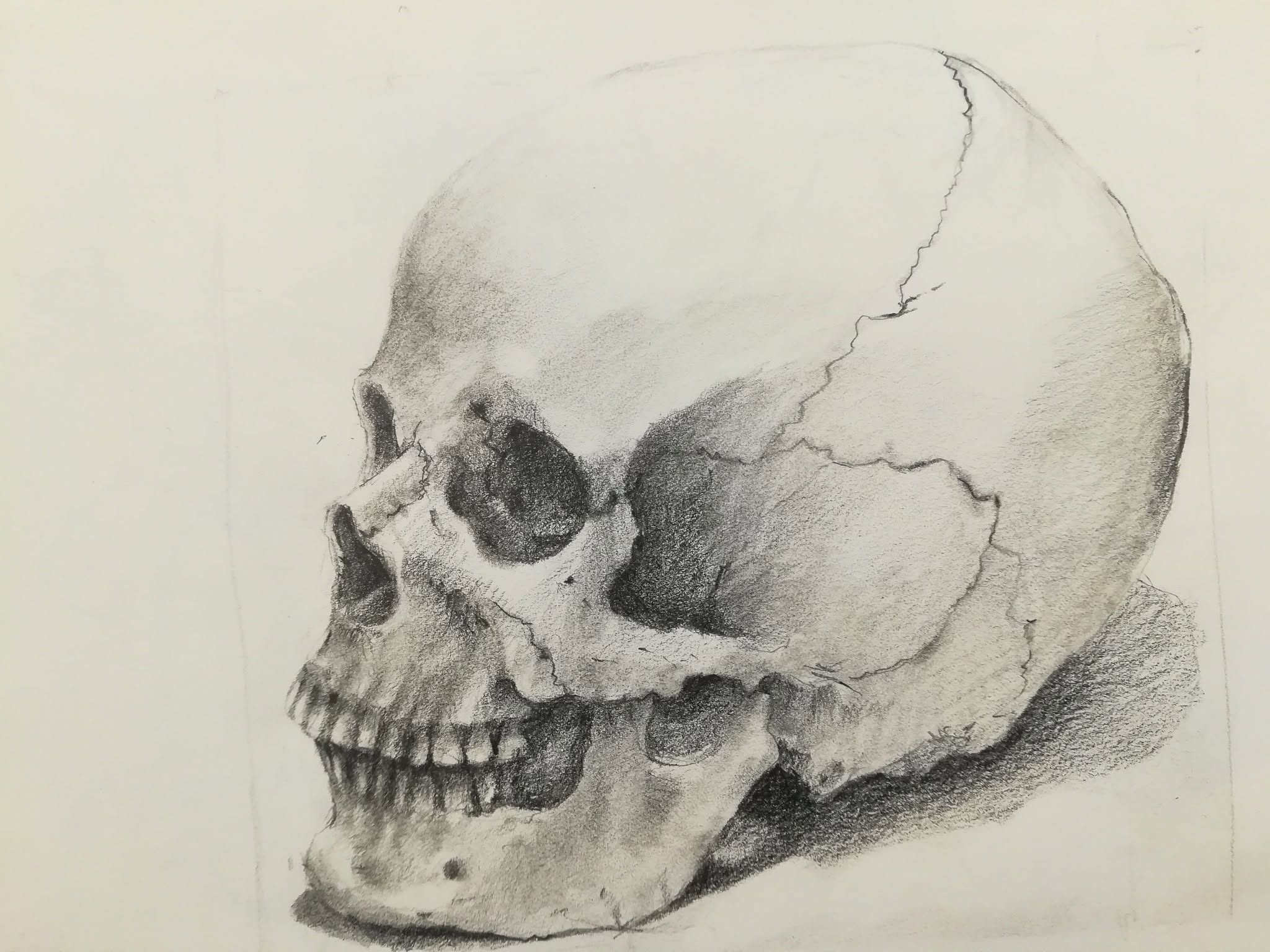 teschio skull grafite disegno klirò matita