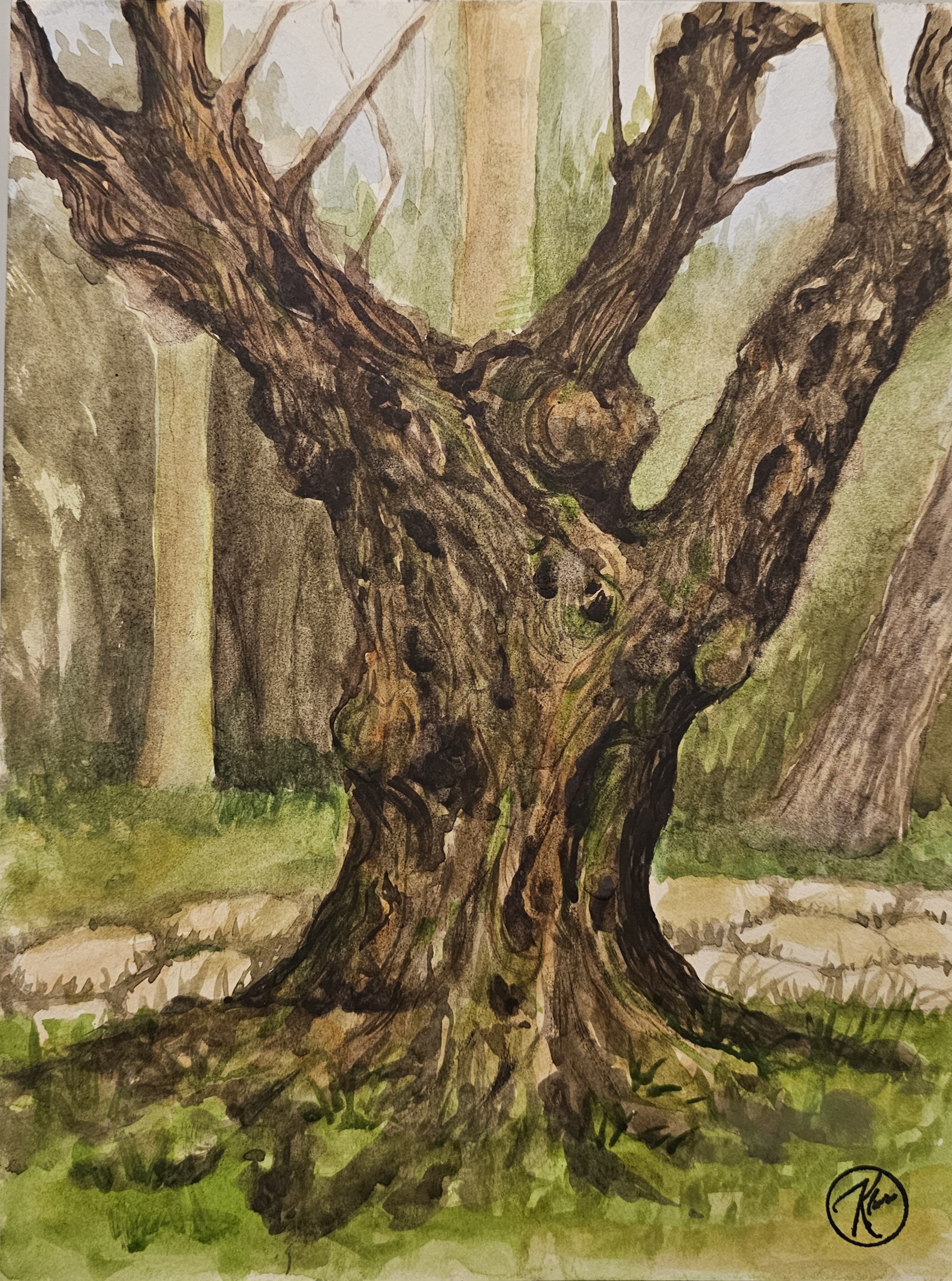 Dipinto ad acquerello di Klirò raffigurante tronco di albero di ulivo